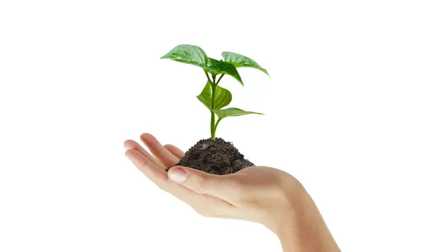 Grüne Pflanze Der Hand Und Geschäftswachstum Stockfoto