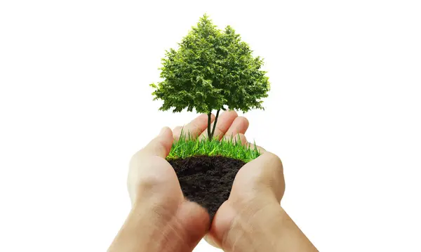 Зелений Завод Руці Зростання Бізнесу Стокова Картинка