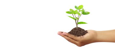 Sürdürülebilirlik ve dikim için el ağaçları