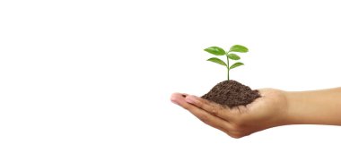 Sürdürülebilirlik ve dikim için el ağaçları