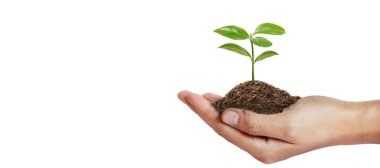 Sürdürülebilirlik ve dikim için el ağaçları