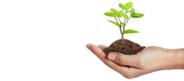 Sürdürülebilirlik ve dikim için el ağaçları