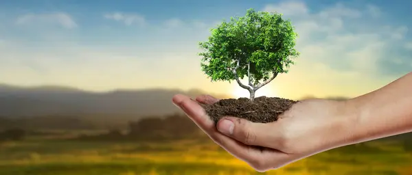 Hand Pflanzt Bäume Für Nachhaltigkeit Pflanzung — Stockfoto