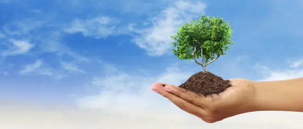 Handplanterade Träd För Hållbarhet Plantering Stockfoto