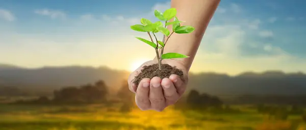Planta Mano Árboles Para Sostenibilidad Plantación Imágenes de stock libres de derechos