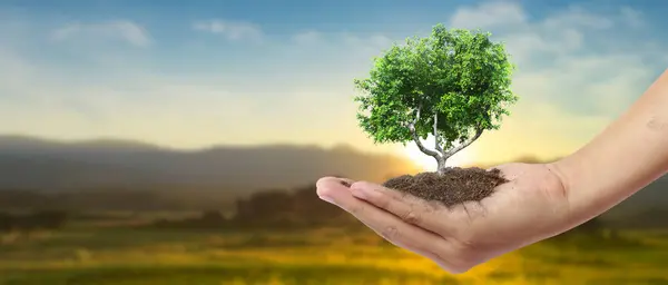 Mão Árvores Plantas Para Sustentabilidade Plantio Fotografia De Stock