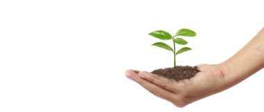 Sürdürülebilirlik ve dikim için el ağaçları