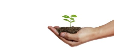 Sürdürülebilirlik ve dikim için el ağaçları