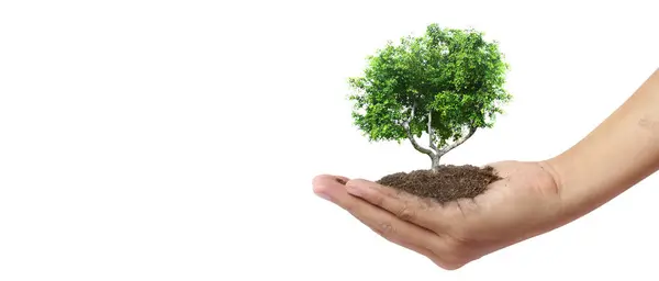 Handplanterade Träd För Hållbarhet Plantering Royaltyfria Stockfoton