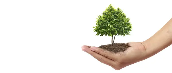 Ruční Výsadba Stromů Pro Udržitelnost Výsadbu Stock Snímky