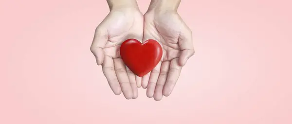 Руки Держат Красное Сердце Концепции Донорства Здоровья Сердца Стоковое Фото