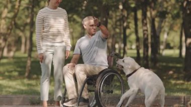 Tekerlekli sandalyedeki mutlu beyaz adam ve onların neşeli sarı Labrador av köpekleri güneşli bir günde parkta vakit geçiriyorlar. Köpek dal peşinde koşuyor.