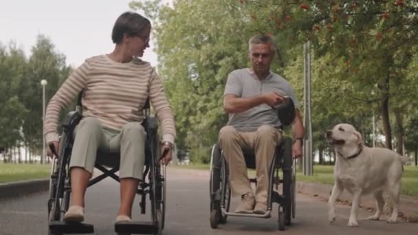 Dospělý Invalidní Vozík Pár Světle Žlutou Labrador Retrívr Vyplach Trávení — Stock video