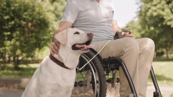 Happy Caucasian Adult Man Wheelchair Petting His Light Yellow Labrador — Stock Video