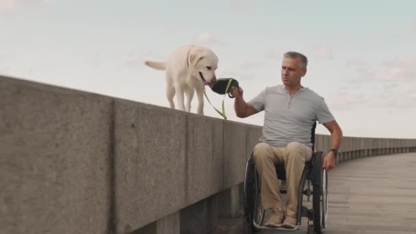 白种人成年男子坐轮椅沿桥道行走 而他的浅黄色拉布拉多猎犬则在桥栏杆上紧靠着他 在户外度过夏天 — 图库视频影像