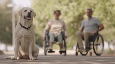 Tatlı açık sarı Labrador av köpeği portresi ve güneşli bir günde parkta yürüyen neşeli tekerlekli sandalye çifti.