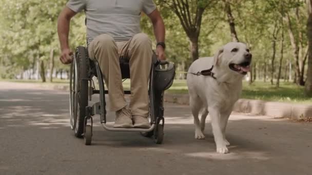 車椅子の認識できない男と彼の軽い黄色のラブラドールのレトリバーの遅い作物公園で夏の散歩に車椅子に取り付けられたリード — ストック動画