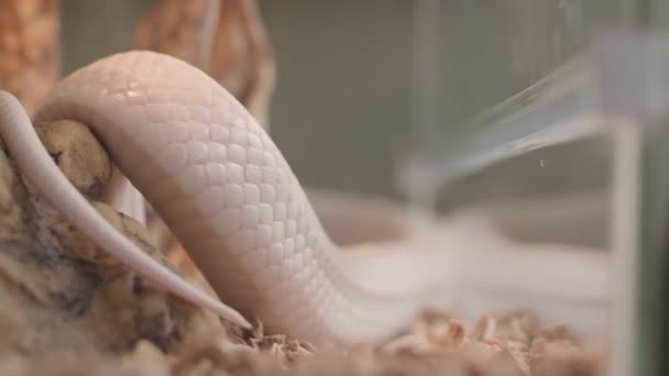 Serpente Branca Rastejando Terrário Saindo Sua Língua Olhando Para Você — Vídeo de Stock