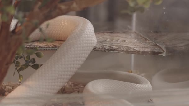 Slowmo Του Λευκού Φίδι Αρουραίος Σέρνεται Γυάλινο Terrarium Κολλήσει Γλώσσα — Αρχείο Βίντεο