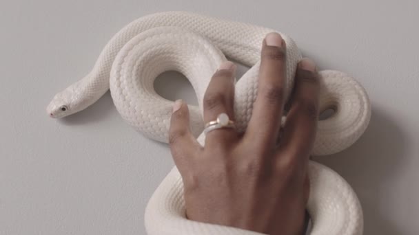 白鼠蛇的舌头伸出来 包裹在黑鼠的手上 背景清晰 呈白色 — 图库视频影像