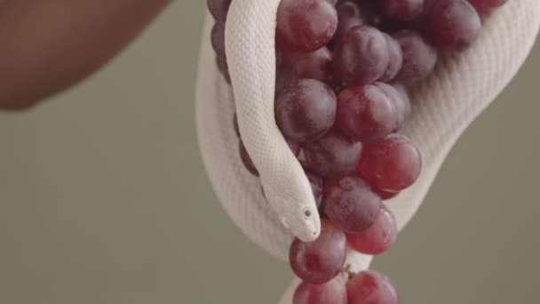 白いネズミのヘビの閉鎖は パステルオリーブの緑の背景に紫色のブドウの束の周りに包まれた — ストック動画