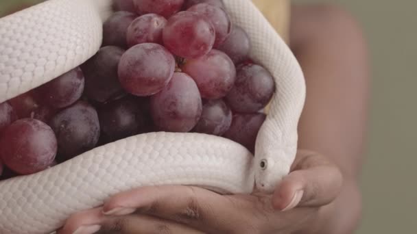 Медленное Приближение Рук Неузнаваемой Черной Женщины Пурпурным Виноградом Белой Крысиной — стоковое видео