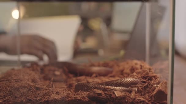 Brown Φίδι Αρουραίος Σέρνεται Terrarium Εξερεύνηση Της Περιοχής Ενώ Αγνώριστη — Αρχείο Βίντεο