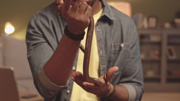 Kahverengi Fare Yılanının Yavaş Yavaş Yaklaşması Sahibinin Elinde Vücudunu Büküyor — Stok video