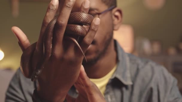 Kahverengi Fare Yılanının Yavaş Yavaş Kendini Siyah Erkek Sahibinin Ellerine — Stok video