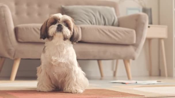 Güzel Shih Tzu Köpeğinin Portresi Rahat Oturma Odasında Halıya Oturmuş — Stok video