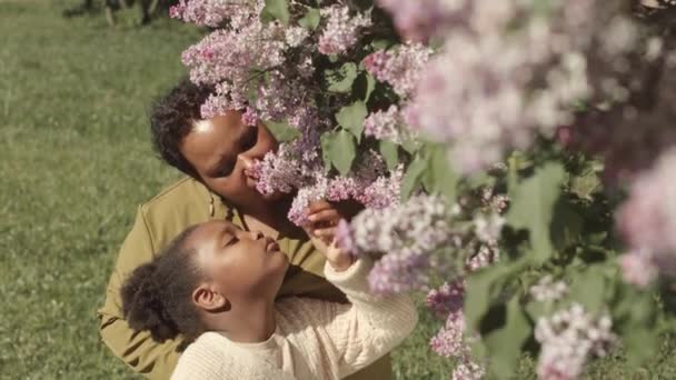 Lento Mujer Afroamericana Linda Hijita Oliendo Hermosas Flores Color Rosa — Vídeos de Stock
