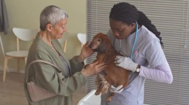 Caring dog owner leaving her brown long haired dachshund in professional hands of African American female veterinarian for checkup at modern clinic