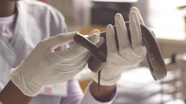 Veteriner Kliniğindeki Kadın Veterinerin Eldivenli Ellerinde Kahverengi Evcil Yılanın Yakın — Stok video