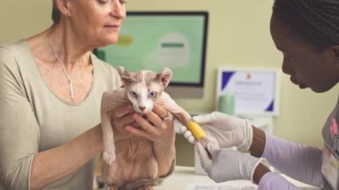 Bandajlı bacaklı tüysüz elf kedisi klinikte kadın veteriner tarafından muayene ediliyor.