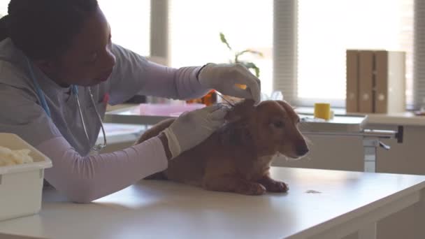 Jonge Afro Amerikaanse Vrouwelijke Dierenarts Controleren Bruin Langharige Teckel Hond — Stockvideo