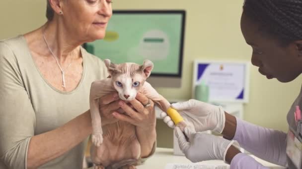 Hairless Elf Cat Bandaged Leg Being Examined Female Vet Clinic — Stock Video