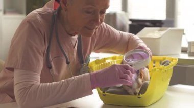 Klinikte elf kedisinin kulaklarını incelerken büyüteç kullanan yetişkin beyaz kadın veteriner.