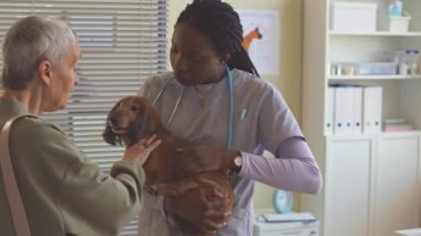 Kahverengi uzun saçlı daksund ve Afrikalı Amerikalı kadın veteriner modern veteriner kliniğindeki randevularında sohbet ediyorlar.