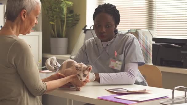 若い黒獣医の女性は 医療テーブルに彼の所有者が保有する髪のないスピンクスエルフ猫を調べながら ステスコープを使用しています — ストック動画