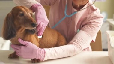 Pembe üniformalı ve eldivenli kadın veteriner uzun saçlı steteskoplu dachshund 'u inceliyor.