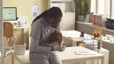 Üniformalı Afro-Amerikan kadın veteriner portresi. Şirin kahverengi saçlı, uzun dachshund 'u okşuyor ve veteriner kliniğinde kameraya gülümsüyor.