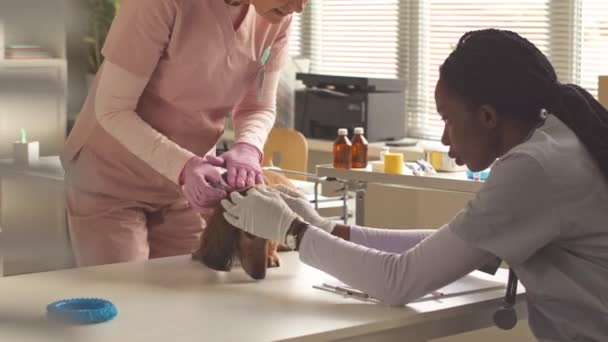 Två Multietniska Kvinnliga Veterinärer Blå Och Rosa Buskar Undersöker Öron — Stockvideo