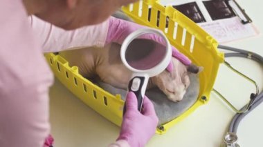 Yukarıda pembe eldivenli ve önlüklü kadın veteriner ellerinde büyüteç tutarken sfenks elf kedisinin kulaklarını inceliyor.