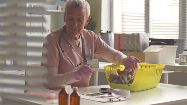 Ώριμη Καυκάσια Γυναίκα Κτηνίατρος Καθαρισμό Αυτιά Της Γάτας Ξωτικό Στο — Αρχείο Βίντεο