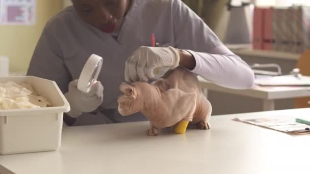 Młoda Afroamerykanka Weterynarz Trzymająca Szkło Powiększające Rękawiczkach Podczas Badania Uszu — Wideo stockowe