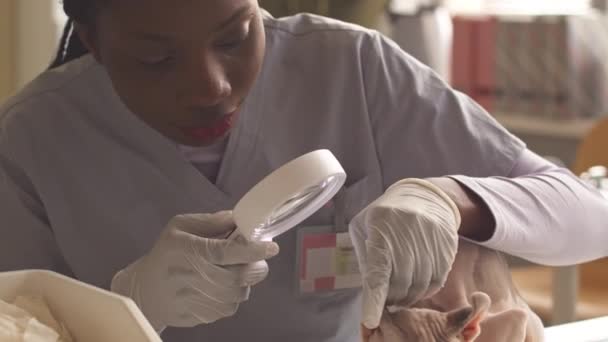 Profesjonalna Afroamerykanka Weterynarii Szkłem Powiększającym Badająca Uszy Elfa Czystej Krwi — Wideo stockowe