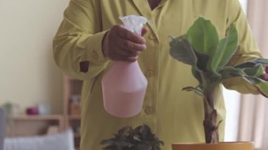 Tanımlanamayan kıvrımlı, hardal rengi tişörtlü, güzel saksı bitkileri sıkan siyah bir kadın.