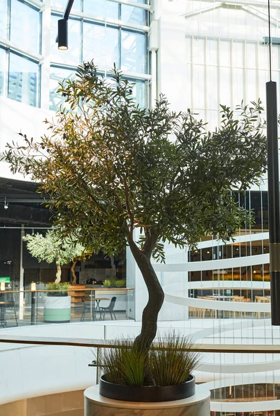 Vertikal Närbild Dekorativa Träd Växt Moderna Köpcentrum Interiör Kopiera Utrymme — Stockfoto