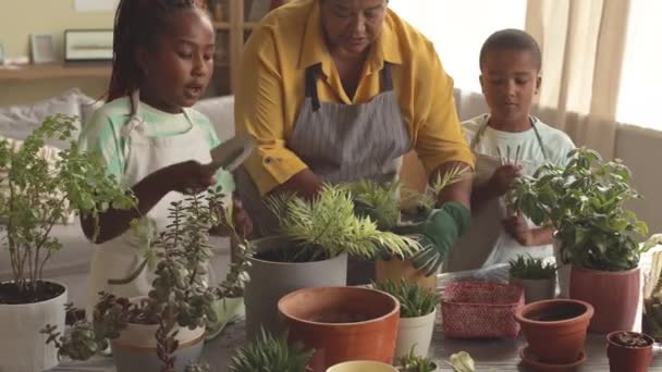 Afroamerikanische Großmutter Und Ihre Beiden Hilfsbereiten Enkelkinder Pflanzen Schöne Zimmerpflanzen — Stockvideo