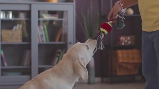 Güzel Beyaz Labrador Retriever Oyuncağını Elinde Tutan Küçük Kızla Oynuyor — Stok video